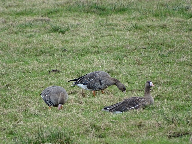 作物的生长 作物的生长